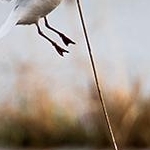 204A1393 Mouette rieuse